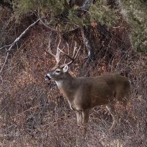 Meet your Posher, Charles